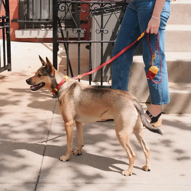 Approved by Fritz - Burgundy/Sun Leash