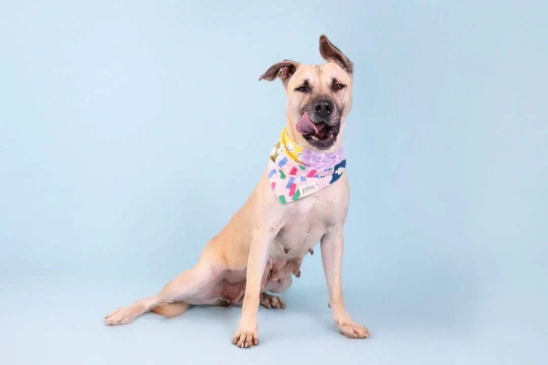 The Paws Bandana - Patches Upcycled Bandana